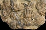 x Mortality Plate Of Large Asaphid Trilobites - Taouz, Morocco #164745-1